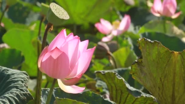 Hermosa Flor Loto Jardín — Vídeo de stock