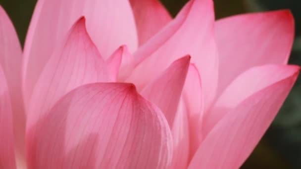Рожева Квітка Лотоса Саду — стокове відео