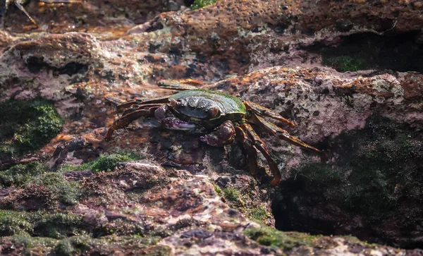 Nahaufnahme Einer Krabbe Auf Einem Mit Moos Bedeckten Felsen Einer — Stockfoto