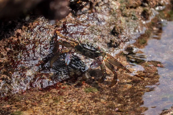 Nahaufnahme Einer Krabbe Auf Einem Mit Moos Bedeckten Felsen Einer — Stockfoto