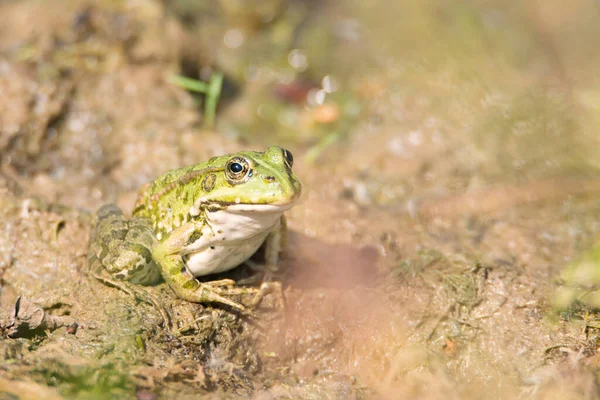 Vízi Béka Természetvédelmi Területen Haff Reimech Luxemburgban Vizes Élőhely Természetes — Stock Fotó