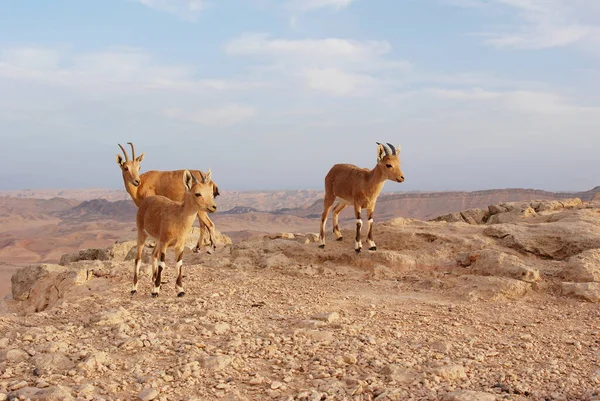 Ibex Negevie Izraelu Mitzpe Ramon Machtesh Ramon Zwierzęta Pustynne Dzika — Zdjęcie stockowe