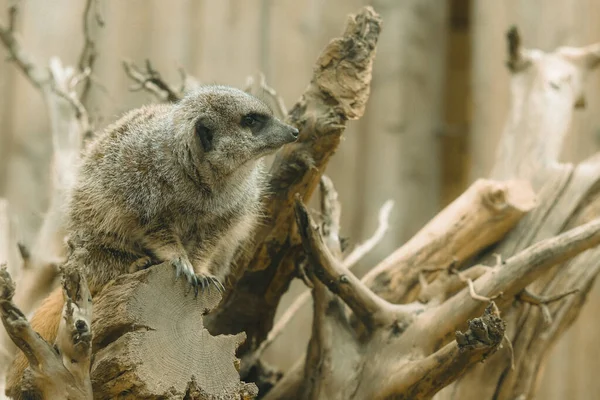 Tiro Seletivo Foco Meerkat Adorável Que Procura Algo — Fotografia de Stock