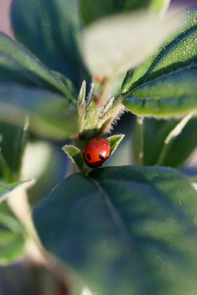 Macro Shot Ladybug Leaf — Stock Photo, Image