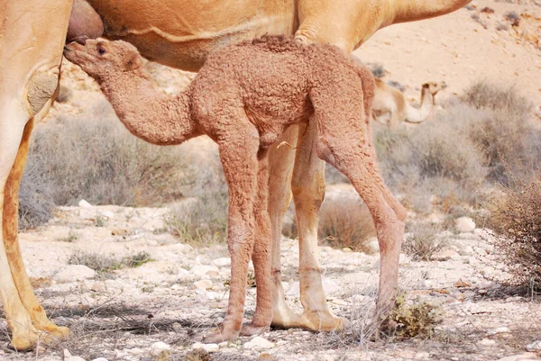 Wielbłądy Pustyni Negev Izraelu Krater Machtesh Ramon Mitzpe Ramon Stada — Zdjęcie stockowe