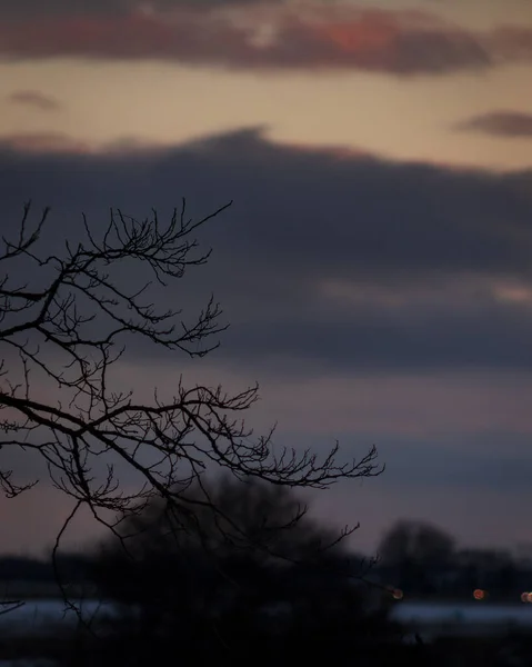Ένα Απόκοσμο Τοπίο Γυμνά Κλαδιά Δέντρου Στο Ηλιοβασίλεμα — Φωτογραφία Αρχείου