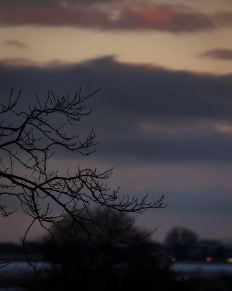 Paisaje Espeluznante Las Ramas Desnudas Árbol Atardecer —  Fotos de Stock