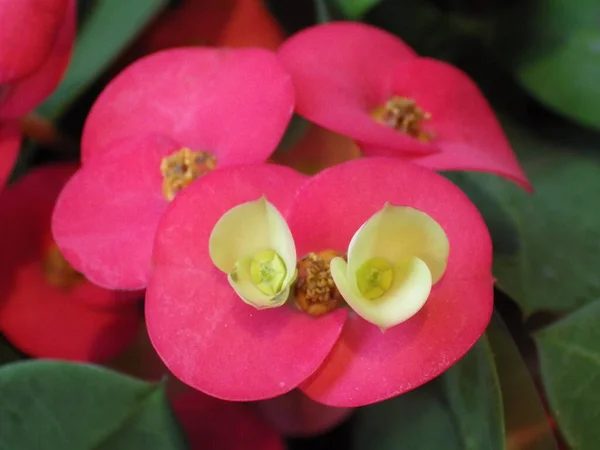 Egy Közeli Kép Töviskoronáról Virágokról Homályos Háttérrel — Stock Fotó