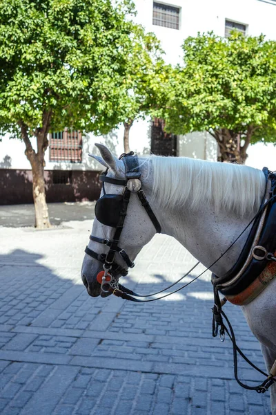 Tiro Vertical Caballo Blanco Calle — Foto de Stock