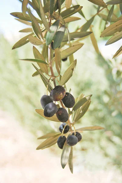 橄榄树上的橄榄 枝条上有新鲜的水果 在以色列 — 图库照片
