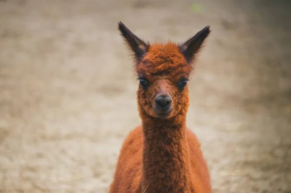 Uma Foto Close Uma Alpaca Marrom Bonito — Fotografia de Stock