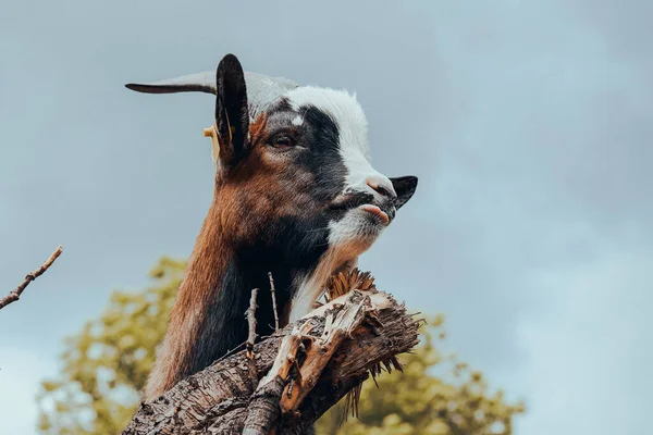 Tiro Perto Uma Cabra Com Língua Para Fora — Fotografia de Stock