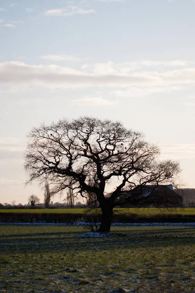 Paisaje Espeluznante Del Árbol Desnudo Campo Amanecer — Foto de Stock