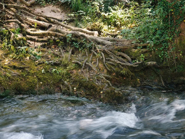 Uma Vista Rio Cercado Por Árvores Vegetação — Fotografia de Stock