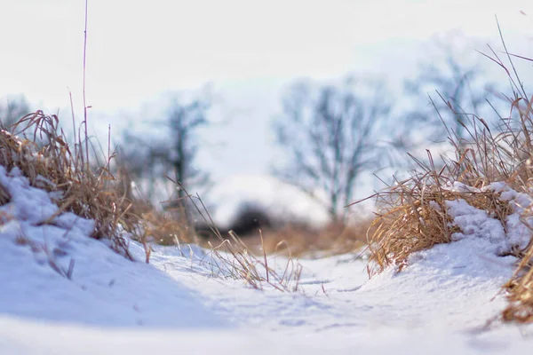 Zbliżenie Pola Pokrytego Śniegiem Zewnątrz Dnia — Zdjęcie stockowe