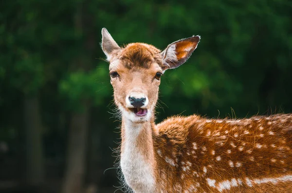 Tiro Perto Veado Descansando Uma Natureza Verde — Fotografia de Stock