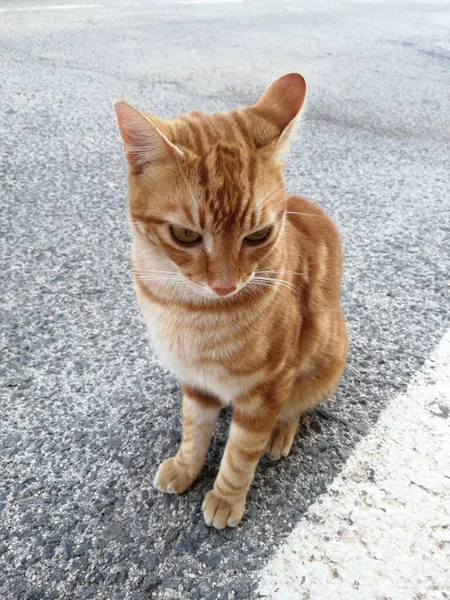 Disparo Vertical Gato Naranja Sentado Camino Asfalto — Foto de Stock