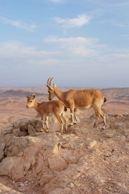 Ibex in the Negev in Israel, Mitzpe Ramon, Machtesh Ramon, desert animals, wildlife clipart