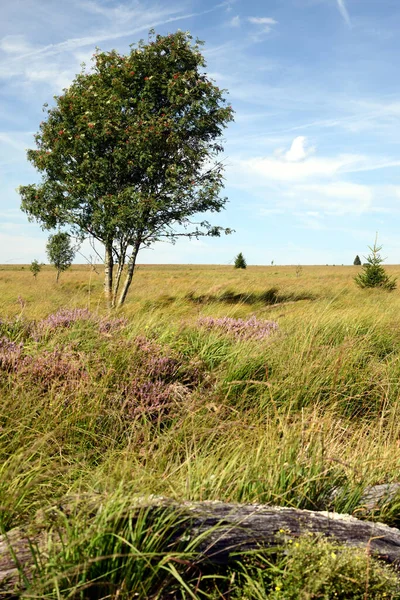 Hohes Venn Бельгии Moor Европе Landscape Forestand Wetlands — стоковое фото