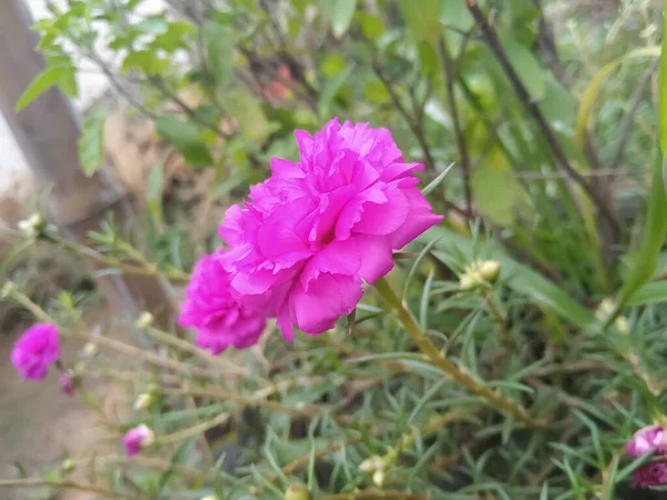 暖かい夏の日に美しい緑豊かな庭で鮮やかなピンクの苔が花を咲かせました — ストック写真