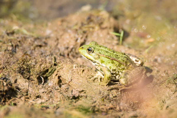 Wasserfrosch Naturschutzgebiet Haff Reimech Luxemburg Feuchtgebiet Natürlicher Bewohner — Stockfoto