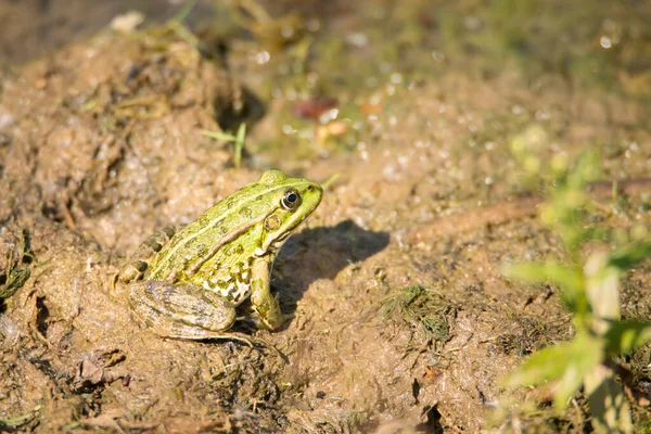 Wasserfrosch Naturschutzgebiet Haff Reimech Luxemburg Feuchtgebiet Natürlicher Bewohner — Stockfoto