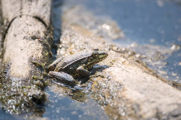 Żaba Wodna Rezerwacie Przyrody Haff Reimech Luksemburgu Tereny Podmokłe Naturalny — Zdjęcie stockowe