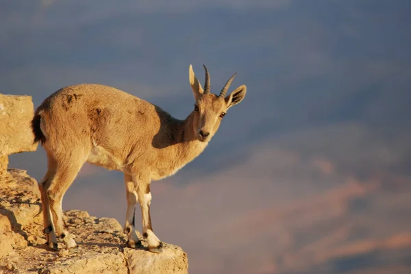 Ibex Negev Israel Mitzpe Ramon Machtesh Ramon Animales Del Desierto —  Fotos de Stock