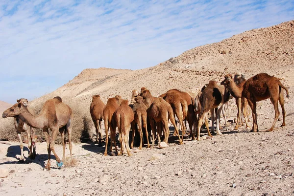 Wielbłądy Pustyni Negev Izraelu Krater Machtesh Ramon Mitzpe Ramon Stada — Zdjęcie stockowe