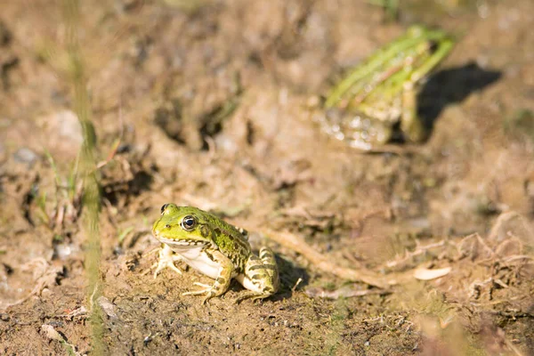 지역인 룩셈부르크의 헤프리 개구리 습지대 서식지 — 스톡 사진