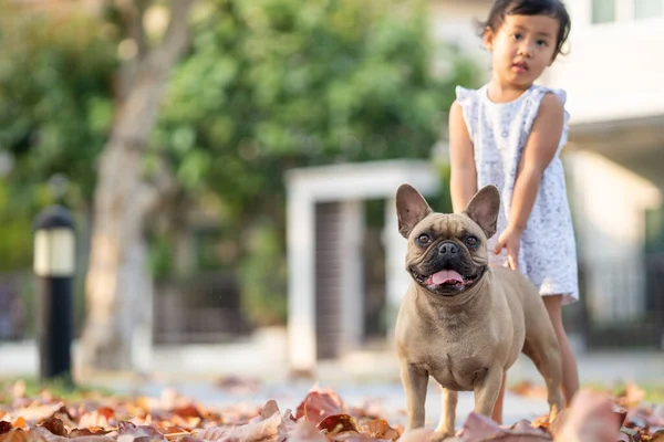 Een Schattig Klein Thais Meisje Spelen Met Haar Franse Bulldog — Stockfoto