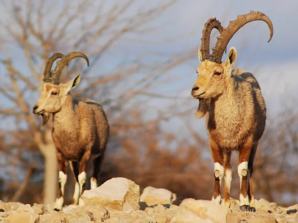 Stambecco Nel Negev Israele Mitzpe Ramon Machtesh Ramon Animali Del — Foto Stock