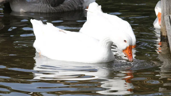 Suda Yüzen Beyaz Kazların Yakın Çekimi — Stok fotoğraf