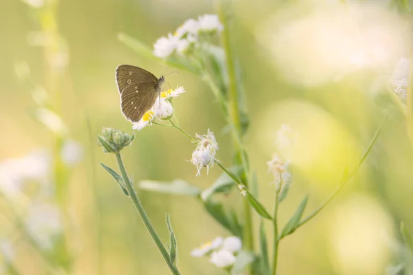 Mariposa Prado Verde Primavera Reserva Natural Haff Reimechen Luxemburgo — Foto de Stock