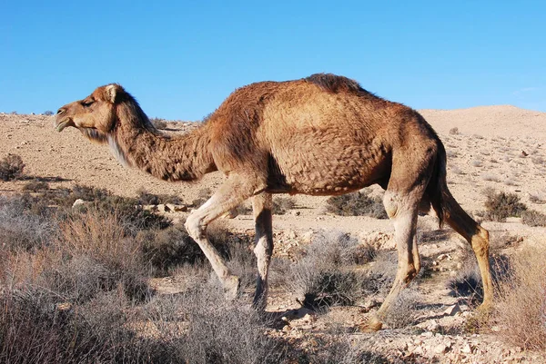 Wielbłądy Pustyni Negev Izraelu Krater Machtesh Ramon Mitzpe Ramon Stada — Zdjęcie stockowe