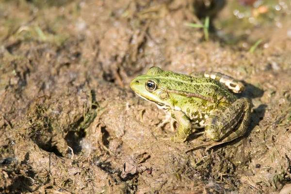 Wasserfrosch Naturschutzgebiet Haff Reimech Luxemburg Feuchtgebiet Natürlicher Bewohner — Stockfoto