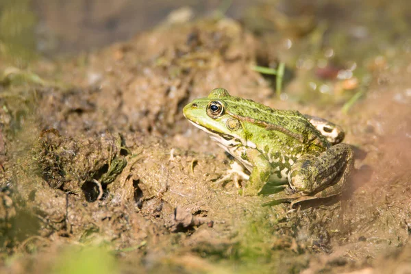 Waterkikker Het Natuurgebied Haff Reimech Luxemburg Wetland Natuurlijke Habitat — Stockfoto