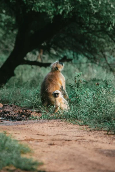 Sebuah Gambar Vertikal Dari Seorang Ibu Monyet Dengan Bayinya Hutan — Stok Foto