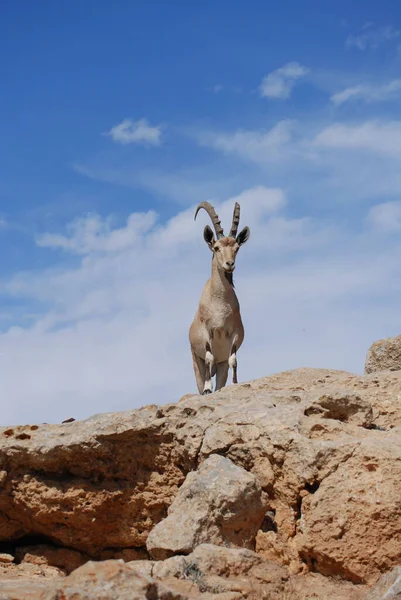 Ibex Negev Israel Mitzpe Ramon Machtesh Ramon Desert Animals Wildlife — Stock Photo, Image