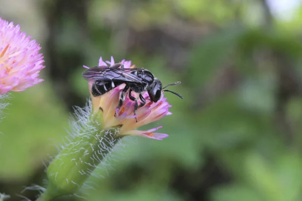 Nahaufnahme Einer Fliege Auf Einer Blume — Stockfoto