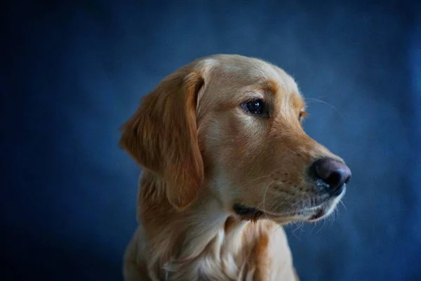 Close Adorável Retrato Golden Retriever — Fotografia de Stock