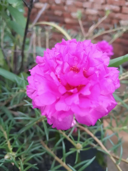 Una Foto Vertical Una Hermosa Rosa Rosa Moss Floreciendo Exuberante —  Fotos de Stock