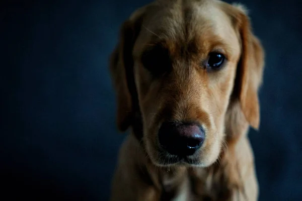 Zbliżenie Uroczego Portretu Golden Retrievera — Zdjęcie stockowe