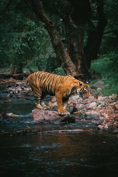 Ett Vertikalt Skott Tiger Nära Floden Skog — Stockfoto