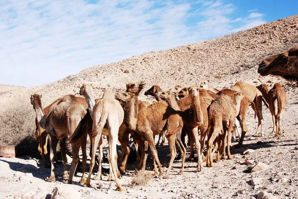 Kamelen Negev Woestijn Israël Krater Machtesh Ramon Mitzpe Ramon Kuddes — Stockfoto