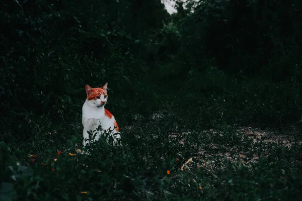 Vacker Utsikt Över Mystisk Whit Ginger Katt Sitter Naturen — Stockfoto