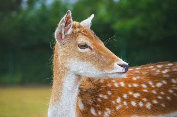 在绿色自然中休息的鹿的特写镜头 — 图库照片