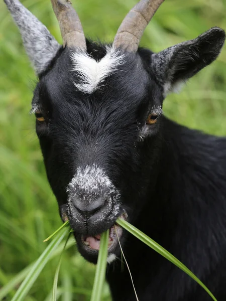 Vertical Closeup Black Goat Chewing Fresh Grass — Stock Photo, Image