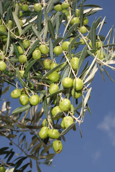 オリーブの木にオリーブ 新鮮な果物の小枝 イスラエルのヘイン — ストック写真