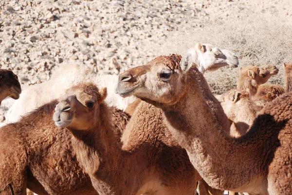 Wielbłądy Pustyni Negev Izraelu Krater Machtesh Ramon Mitzpe Ramon Stada — Zdjęcie stockowe